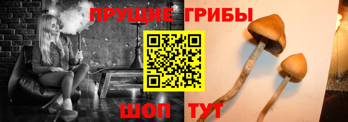 Галлюциногенные грибы Psilocybine cubensis  Вход с VPN  Абакан 